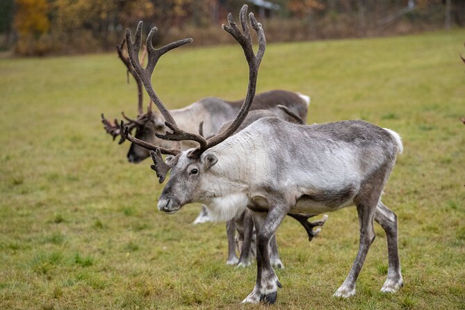 Reindeer Farm Experience in Summer and Autumn from Rovaniemi - Seeing the herders at work