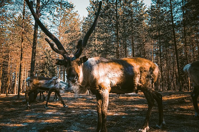 Reindeer Farm Summer Experience - Coffee, cookies, and a quiet farm pause