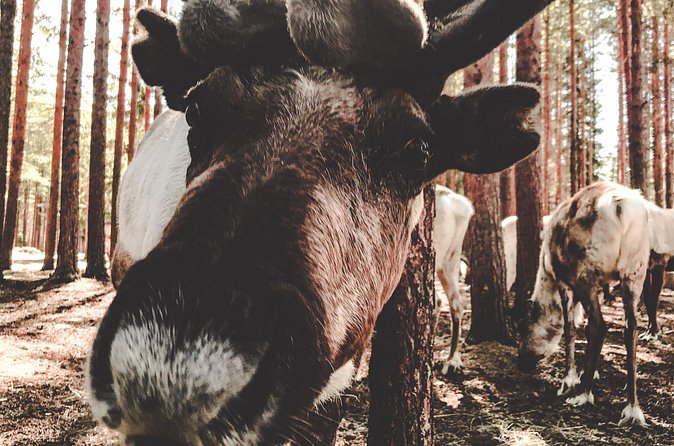 Reindeer Farm Summer Experience - Timing, pickup, and the 2.5-hour schedule