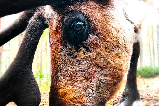 Reindeer Farm Summer Experience - What the local herder adds
