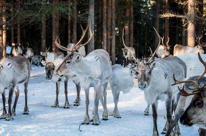 REINDEER FARM VISIT a real authentic experience - A warm drink beside the open fire
