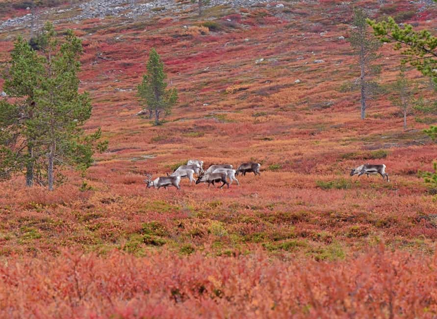 Reindeer Farm Visit & Wilderness Fell Adventure - From Levi to a working reindeer farm