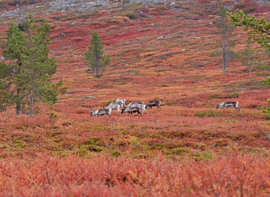 Reindeer Farm Visit & Wilderness Fell Adventure - A 15-minute drive to the wilderness fell
