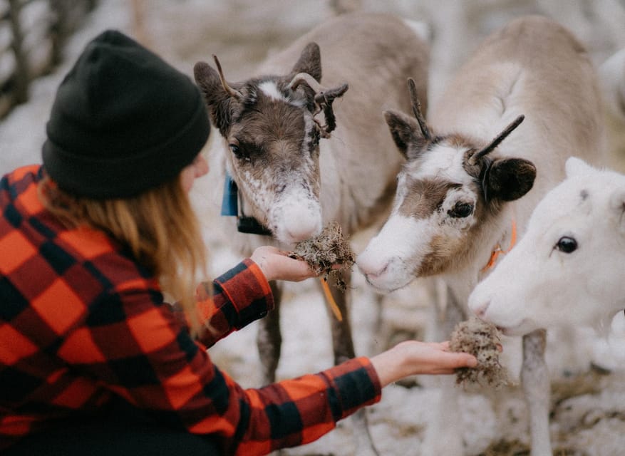 Reindeer Farm Visit & Wilderness Fell Adventure - Stories about Lapland that add meaning