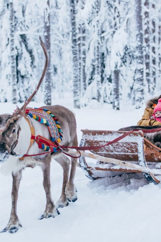 Reindeer Farm Visit with Sleigh Ride - What the short sleigh ride is really like
