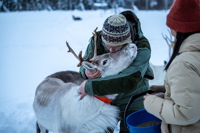 Reindeer Sledding, Feeding And Sami Culture At Reindeer Farm - The 9:00 am departure from Grønnegata 87