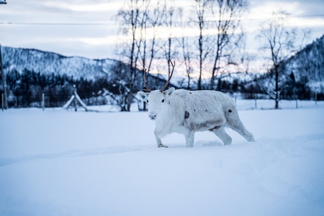 Reindeer Sledding, Feeding And Sami Culture At Reindeer Farm - Sámi stories, artifacts, and everyday life