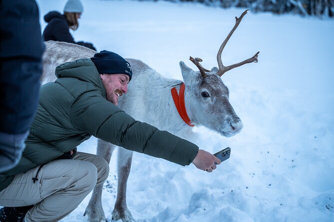 Reindeer Sledding, Feeding And Sami Culture At Reindeer Farm - The sled ride is the part to question
