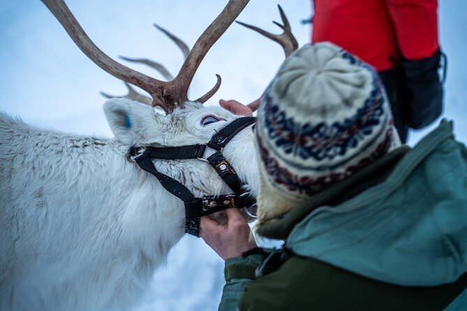 Reindeer Sledding, Feeding And Sami Culture At Reindeer Farm - Warming up with soup by the fire