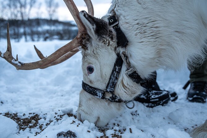 Reindeer Sledding, Feeding And Sami Culture At Reindeer Farm - Warm clothing makes a difference
