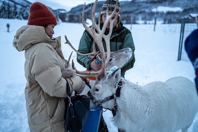 Reindeer Sledding, Feeding And Sami Culture At Reindeer Farm - Who will enjoy this six-hour outing