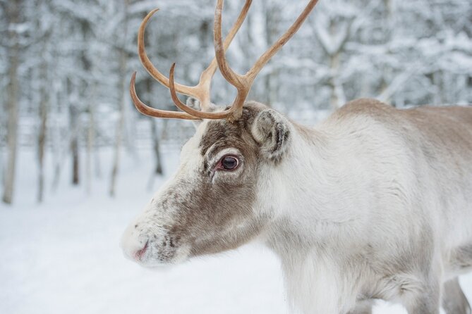 Reindeer Sleigh Ride and Farm Experience from Rovaniemi - Group size, timing, and the pace of the visit
