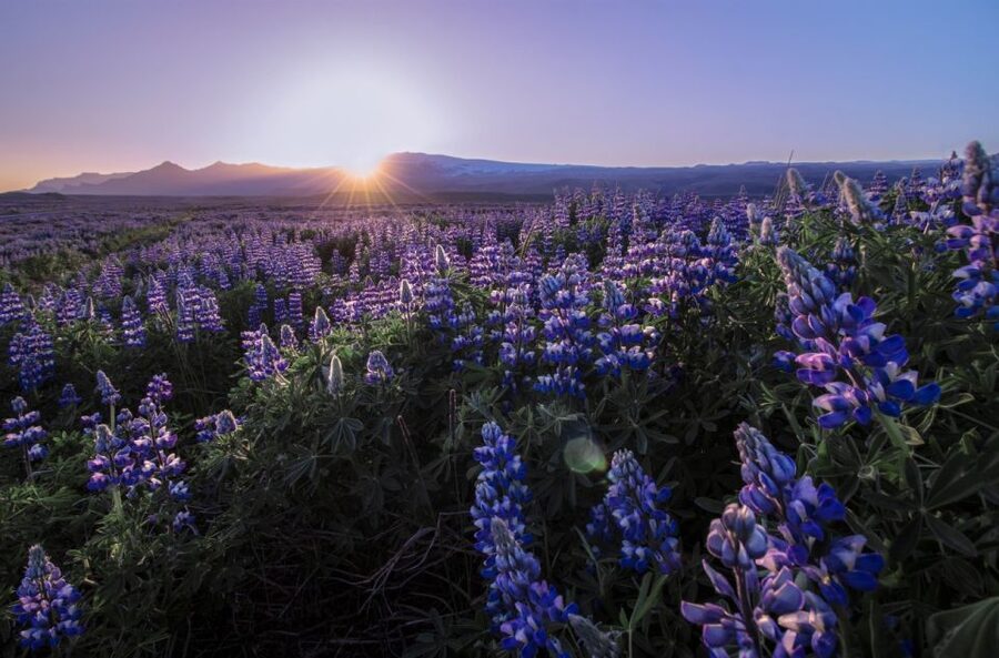 Reykjavik: Golden Circle, Tomato Farm and Kerið Crater Tour - Efstidalur Farm and the local side of Iceland