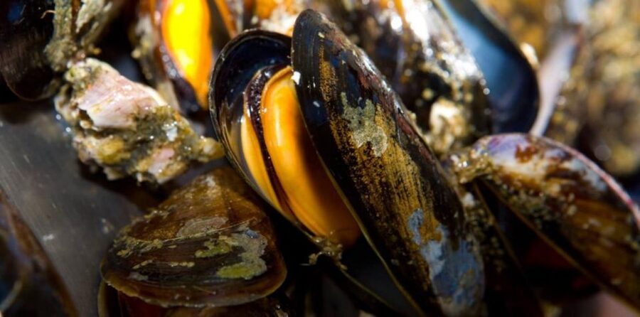 Ría de Arousa: Boat Ride to Mussel Farm with Tasting - Finding the Best Seat on the Boat