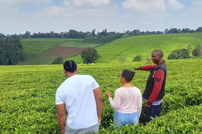 Riara tea farm tour with lunch and tea tasting from Nairobi - Key points to know