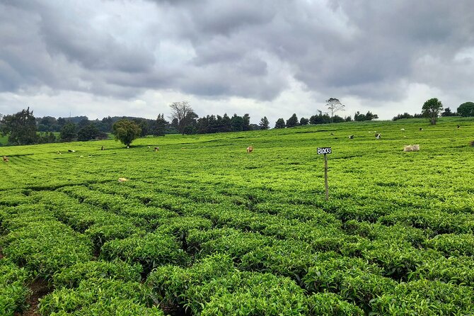 Riara tea farm tour with lunch and tea tasting from Nairobi - Lunch adds value to the half-day outing