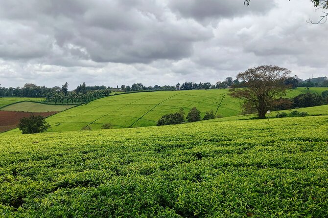 Riara tea farm tour with lunch and tea tasting from Nairobi - The personal touch from Eric and the farm family