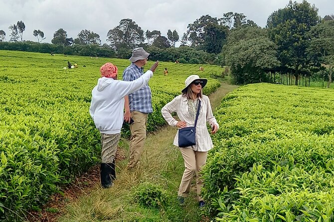 Riara tea farm tour with lunch and tea tasting from Nairobi - What the $150 price includes
