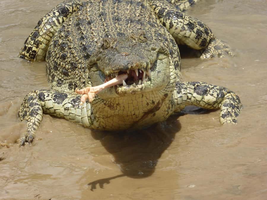 Rockhampton: Koorana Crocodile Farm Guided Tour - Meeting Queensland’s first commercial crocodile farm