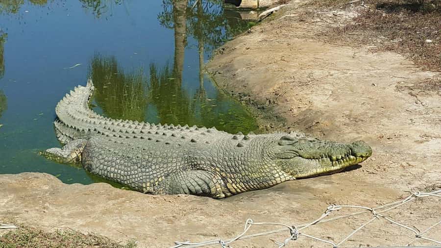 Rockhampton: Koorana Crocodile Farm Guided Tour - Walking the farm and watching feeding