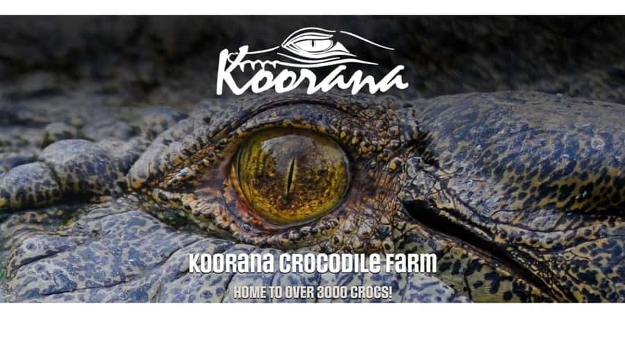Rockhampton: Koorana Crocodile Farm Guided Tour - The opening talk and crocodile film