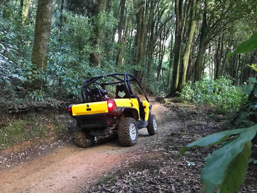 Rotorua: 4×4 Self-Drive Buggy Tour Through Farm and Bushland - Key points at a glance