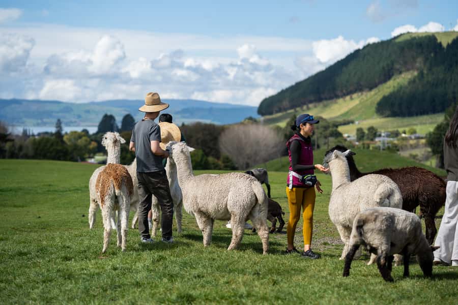 Rotorua: Authentic Kiwi Farm Experience at the Agrodome - Key points before you book