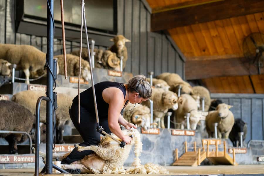 Rotorua: Authentic Kiwi Farm Experience at the Agrodome - From the show to the farmyard nursery