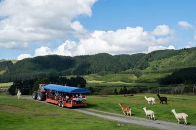 Rotorua: Authentic Kiwi Farm Experience at the Agrodome