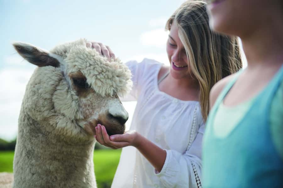 Rotorua: Authentic Kiwi Farm Experience at the Agrodome - Feeding alpacas, deer, sheep, and more