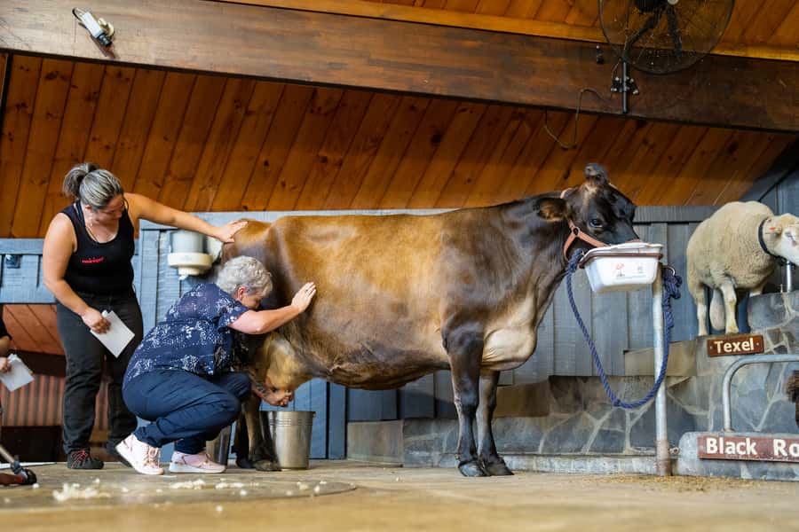 Rotorua: Authentic Kiwi Farm Experience at the Agrodome - What $38 buys you