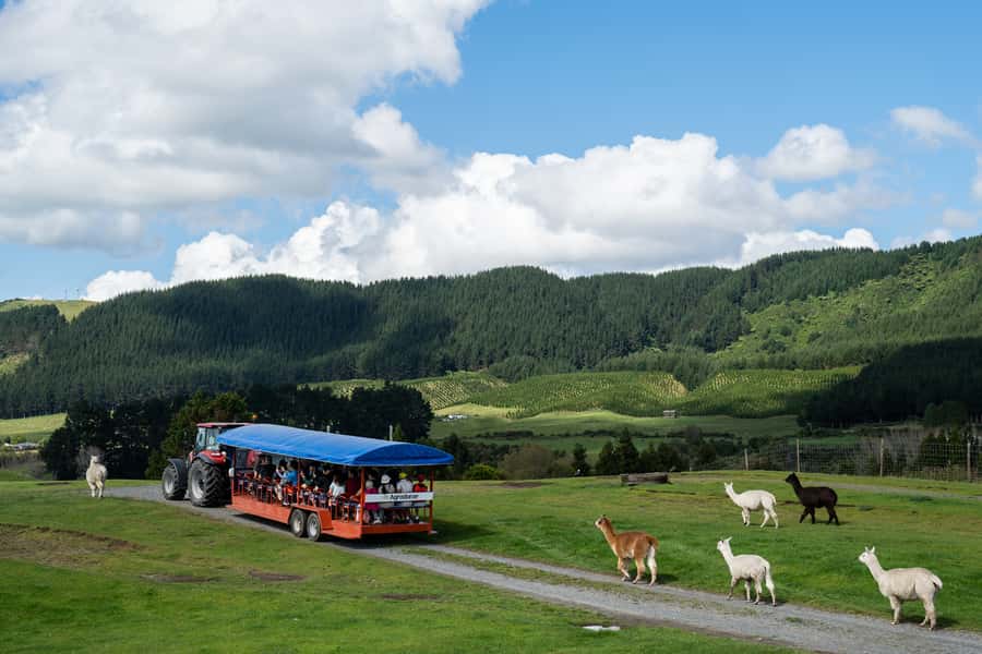 Rotorua: Authentic Kiwi Farm Experience at the Agrodome - The one-hour farm show and its sheep lineup