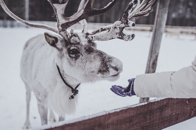 Rovaniemi: Authentic Lapland Reindeer Farm Visit & Sled Ride - Key points to know before you book