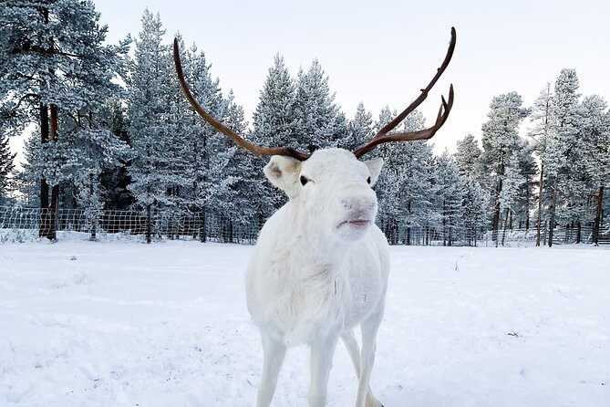 Rovaniemi: Authentic Lapland Reindeer Farm Visit & Sled Ride - Meeting reindeer at a family-run Lapland farm