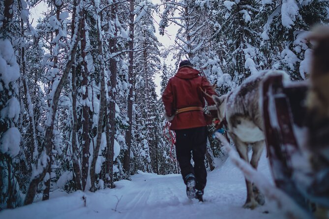Rovaniemi: Authentic Lapland Reindeer Farm Visit & Sled Ride - The traditional sled ride: scenic, but very brief