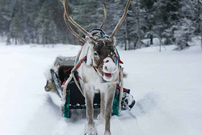 Rovaniemi: Authentic Lapland Reindeer Farm Visit & Sled Ride - How hands-on is the animal encounter?