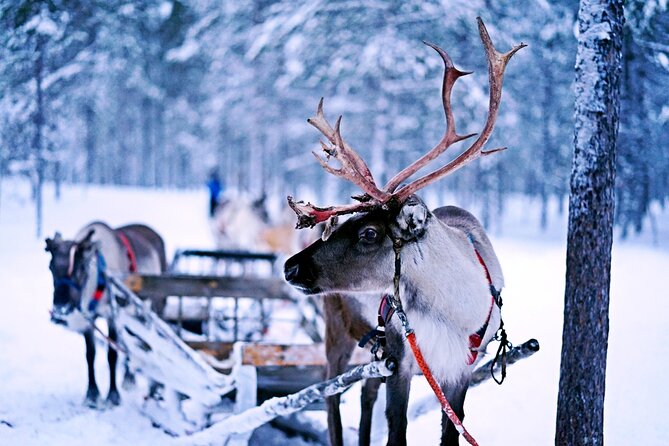 Rovaniemi: Authentic Lapland Reindeer Farm Visit & Sled Ride - What the reindeer talk adds to the visit