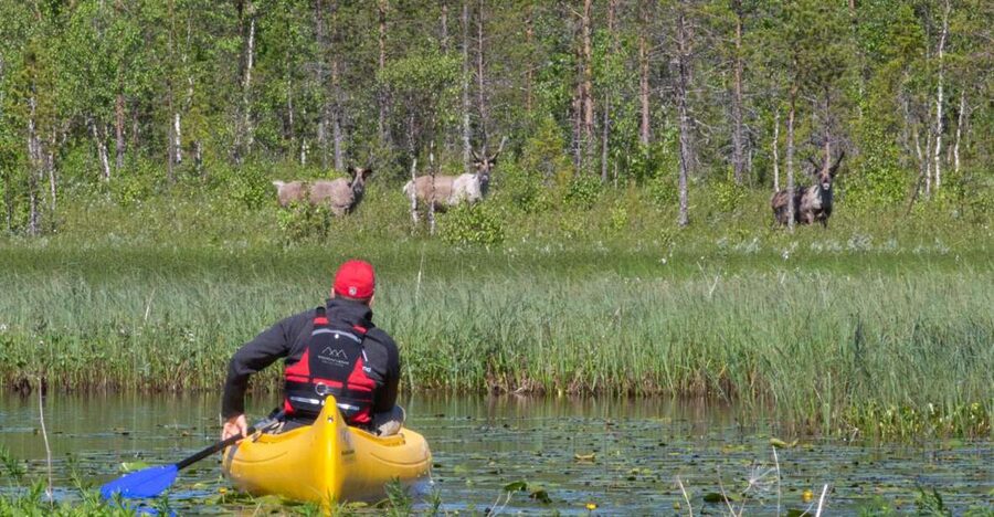 Rovaniemi: Authentic Reindeer Farm & Canoeing - Meeting Lapland’s reindeer at the farm