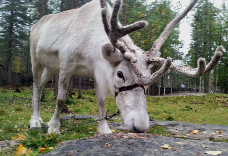 Rovaniemi: Authentic Reindeer Farm & Canoeing - Why the reindeer stop feels more authentic
