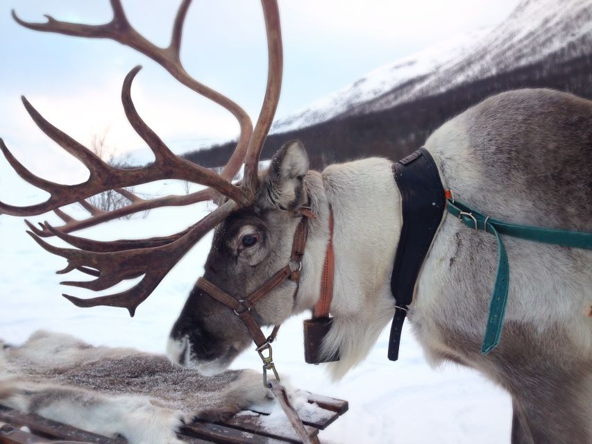 Rovaniemi: Authentic Reindeer Farm Visit & Short Sleigh Ride - Key points to know before booking