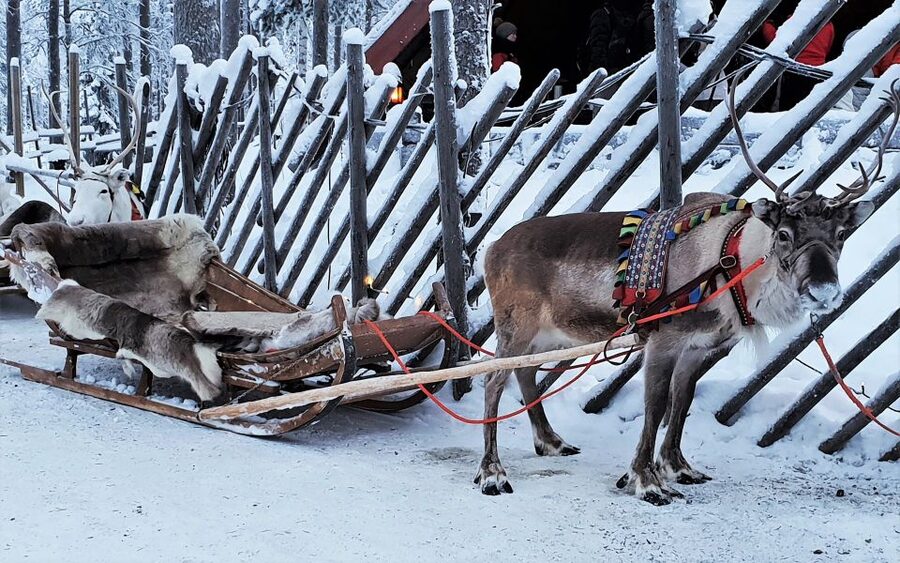 Rovaniemi: Authentic Reindeer Farm Visit & Short Sleigh Ride - Meeting the reindeer outside Rovaniemi