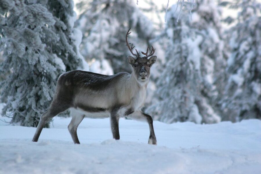 Rovaniemi: Authentic Reindeer Farm Visit & Short Sleigh Ride - Waiting beside the frozen lake