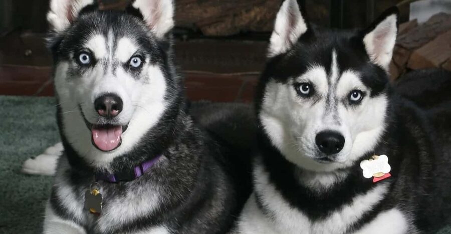 Rovaniemi: Family Friendly Husky Ride and Farm Visit - A short husky ride with a clear family focus