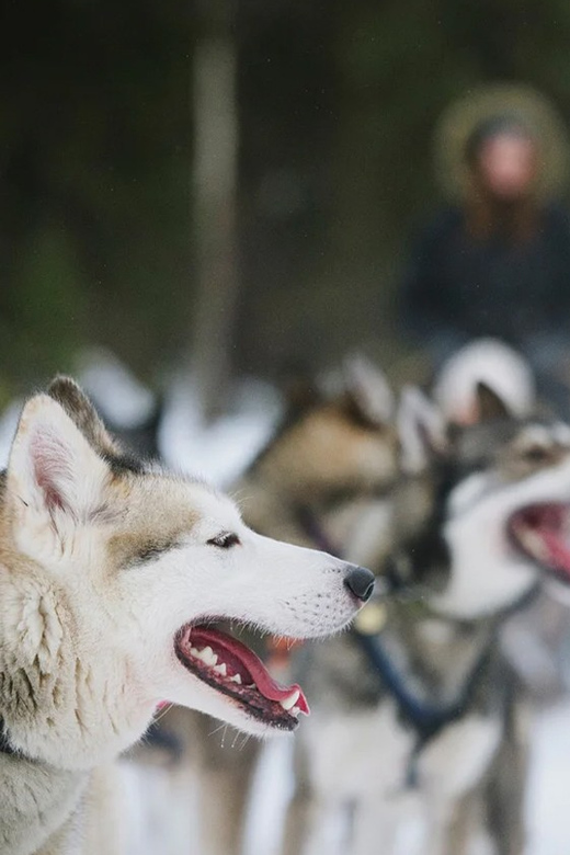 Rovaniemi: Family Friendly Husky Ride and Farm Visit - What the five-minute sled ride is really like
