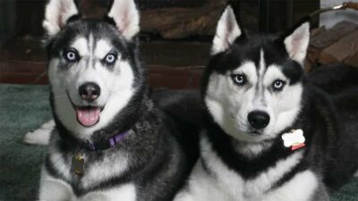 Family Friendly Husky Ride and Farm Visit