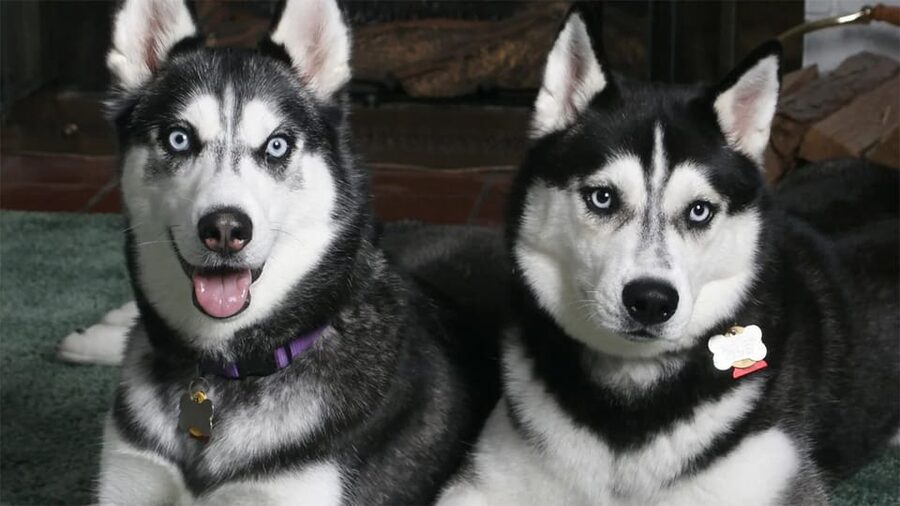 Rovaniemi: Family Friendly Husky Ride and Farm Visit - Snowy views, warm drinks, and the value of the farm visit