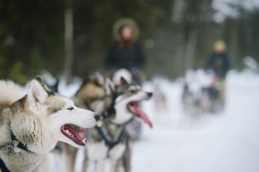 Rovaniemi: Family Friendly Husky Ride and Farm Visit - Is $128 per person fair value?