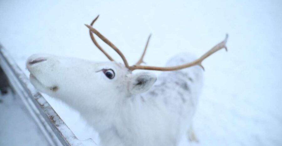 Rovaniemi: Husky and reindeer farm visit with sleigh rides - Two farms, two very different Arctic animals