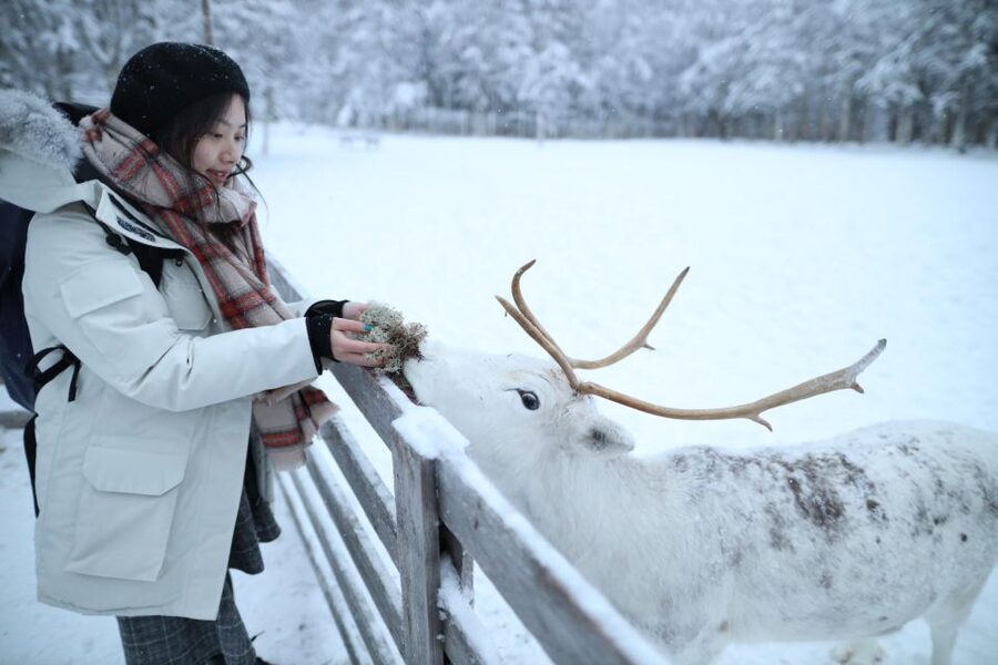 Rovaniemi: Husky and reindeer farm visit with sleigh rides - Feeding reindeer and learning how they live