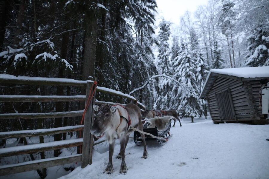 Rovaniemi: Husky and reindeer farm visit with sleigh rides - The animal welfare question you should consider